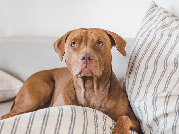 Grazioso cucciolo adorabile sdraiato sul letto