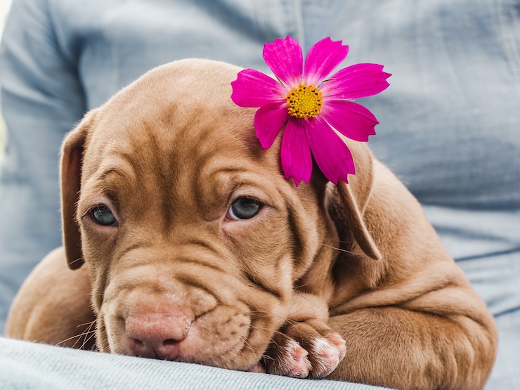 Foto grazioso cucciolo di colore marrone. primo piano, all'aperto. concetto di cura, educazione, addestramento all'obbedienza e allevamento di animali domestici