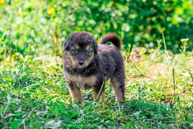 Grazioso cucciolo seduto in giardino