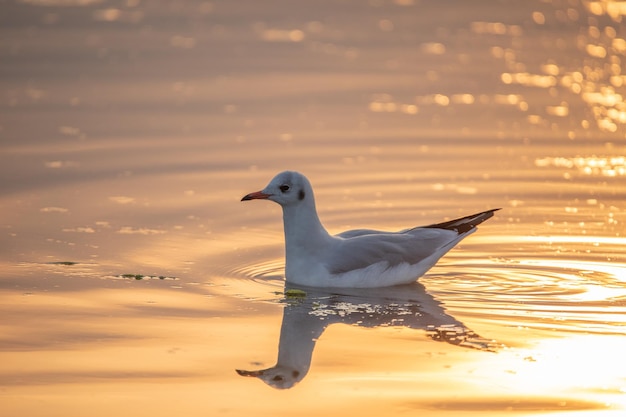 Grazioso gabbiano nell'ora d'oro del tramonto