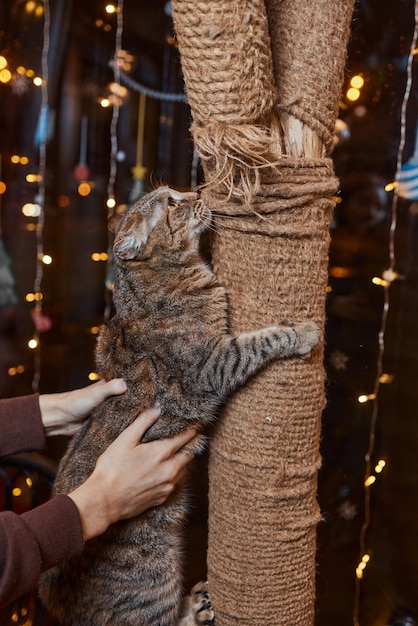 Grazioso gattino tabby appoggiato con soddisfazione contro un nuovo palo di corda graffiante guardando la telecamera con un'espressione curiosa.