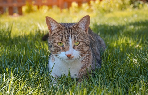 Grazioso gatto con bellissimi occhi grandi e stampa leopardata in erba