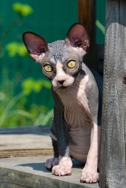 Grazioso gatto Sphynx canadese di colore bianco e nero seduto sull'area giochi dell'allevamento in una giornata di sole