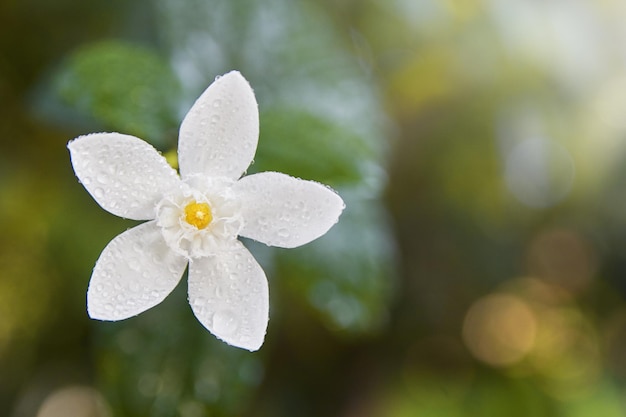 Grazioso piccolo fiore di giglio bianco prendere al parco con la rugiada in cima da vicino con sfondo bokeh
