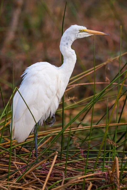 Great Egret Kruger National Park Sud Africa