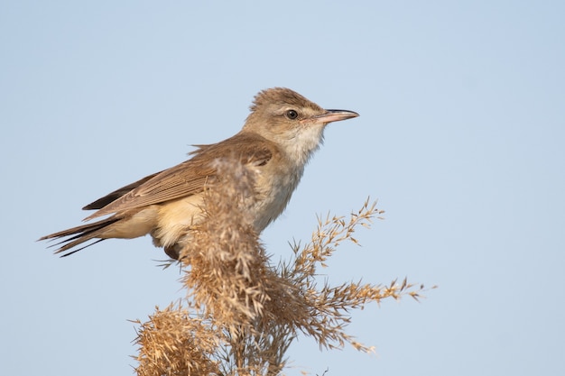 Great Reed Warbler Bird nell'habitat