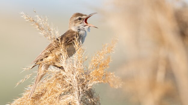 Great Reed Warbler. Canto degli uccelli nell'habitat. Acrocephalus arundinaceus.