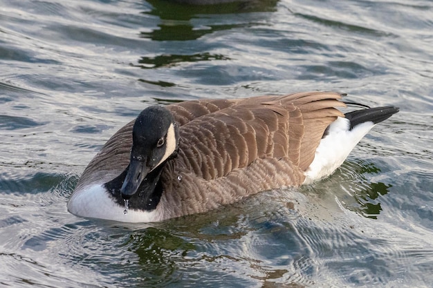 Greater Canada goose (Branta canadensis) Stoccolma, Svezia