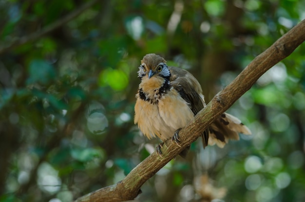 Greater Necklaced Laughingthrush sul ramo in natura