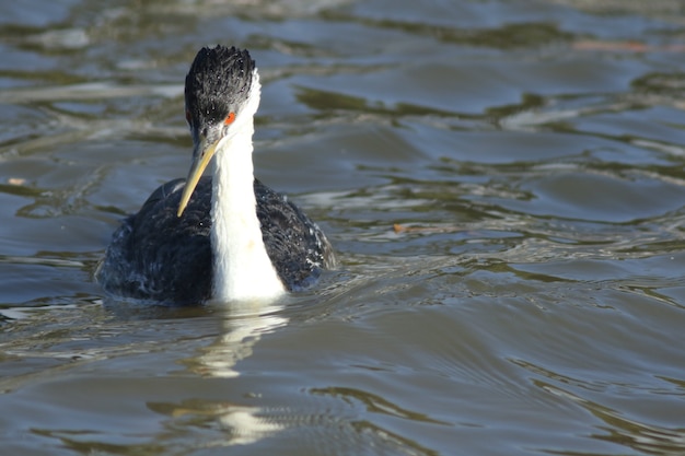 Grebe!