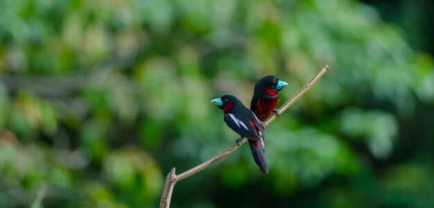 Green-and-Red broadbill su un ramo