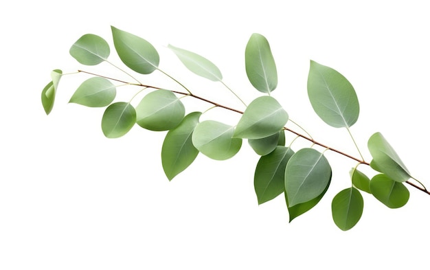 Green Aroma Eucalyptus Foliage Charm su una superficie bianca o trasparente PNG sfondo trasparente