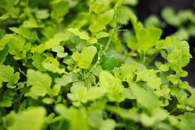 Green Bush, insalata