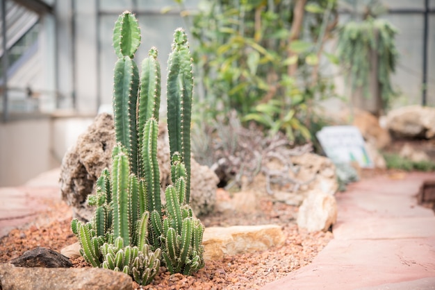 Green Cactus Garden