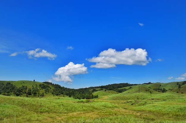 Green Field e Blue Sky Lanscape