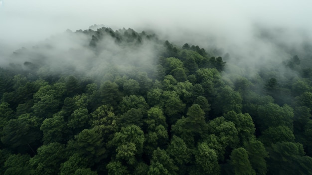 Green Forest Drone view La bellezza della natura selvaggia