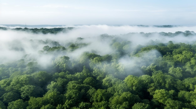 Green Forest Drone view La bellezza della natura selvaggia