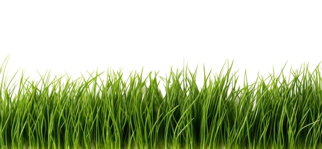Green grass isolated on white transparent background closeup