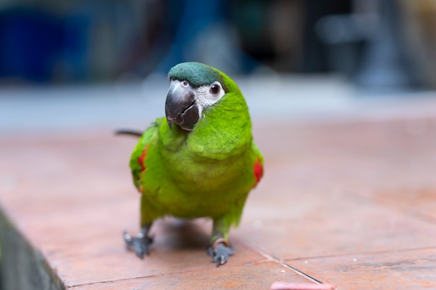 Green Hahn macaw red walk walk