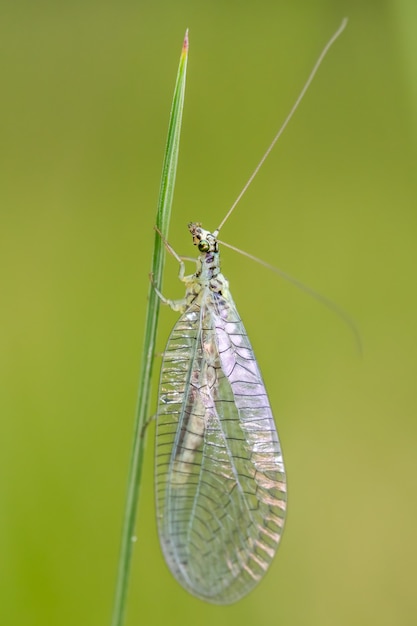 Green lacewing (Chrysopidae) seduto su un filo d'erba verde.