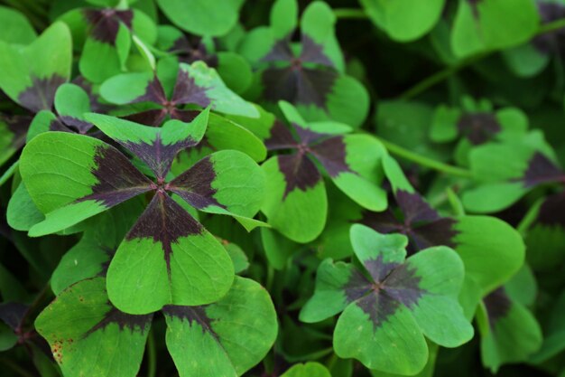 Green leaves background