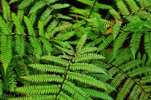 Green leaves background