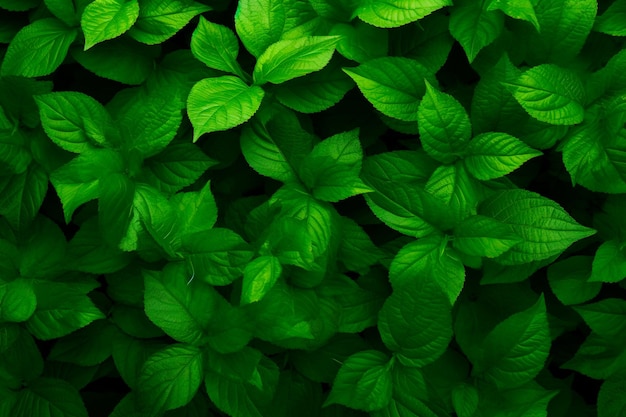 Green leaves background