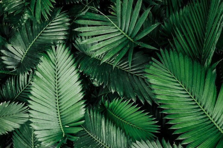 Green leaves pattern background Natural background and wallpaper