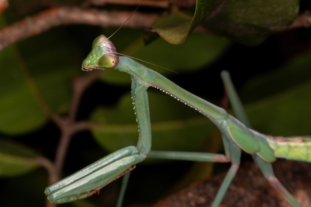 Green Mantid subadulto del genere Oxyopsis