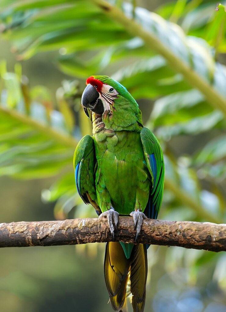 Green parrot GreatGreen Macaw Ara ambigua Wild rare bird in the nature
