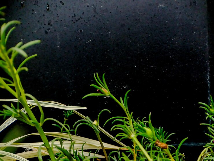 green shoots emerging from a dark background Perfect for botanical or minimalist design projects