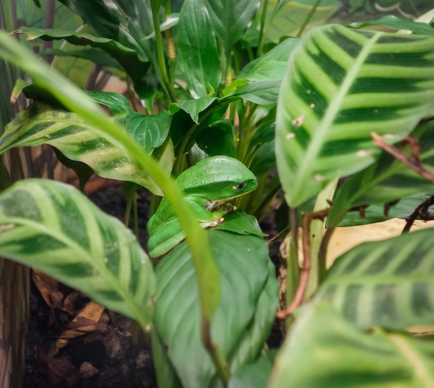 Green Treefrog trovato nel bioma della Foresta Atlantica del Brasile Primo piano