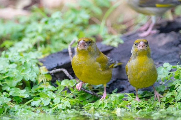 Greenfinch europeo o Greenfinch Chloris chloris Malaga Spagna