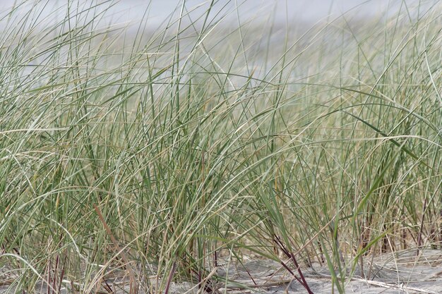 Greengrass presso una duna dell'isola di Texel