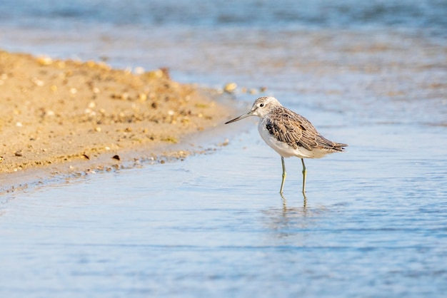 Greenshank nel parco naturale dell'Albufera di Valencia