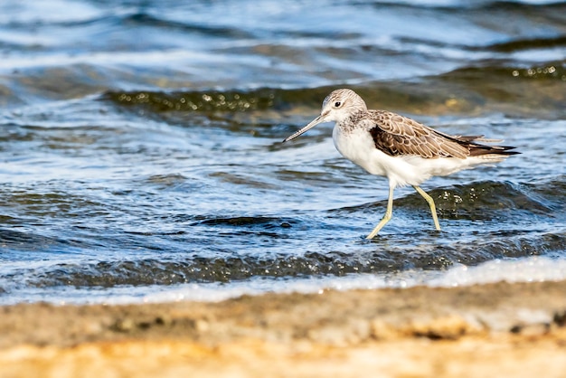 Greenshank nel parco naturale dell'Albufera di Valencia