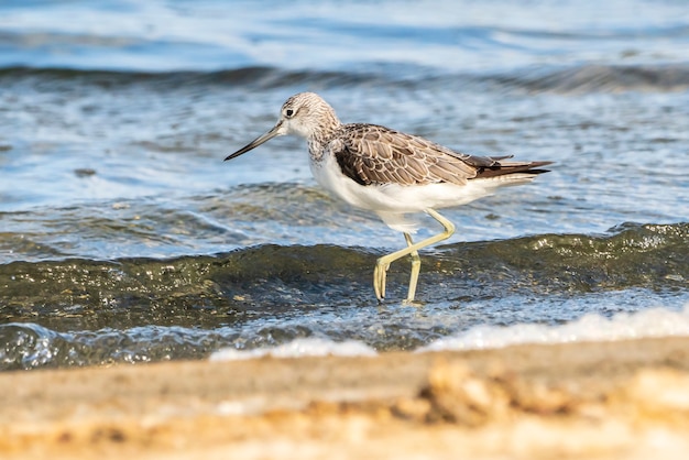 Greenshank nel parco naturale dell'Albufera di Valencia