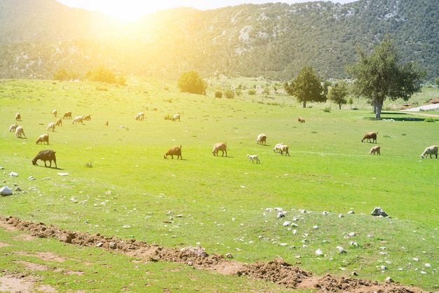 Gregge di capre che pascolano nel prato all'alba