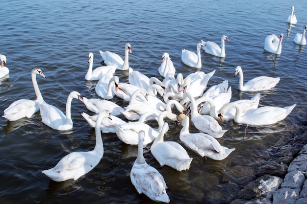 gregge di cigni che mangiano pane in acqua