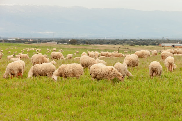 Gregge di pecore al pascolo in un prato