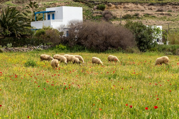 Gregge di pecore al pascolo in un prato