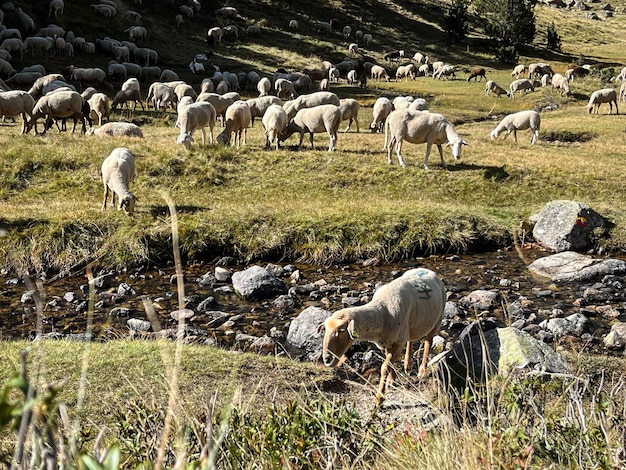 gregge di pecore al pascolo nel prato, Andorra