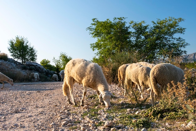 Gregge di pecore al pascolo su un alpeggio