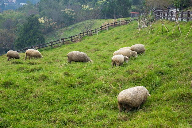 Gregge di pecore al pascolo verde. Pecore che mangiano erba in natura sul prato.