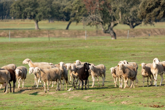 Gregge di pecore al pascolo