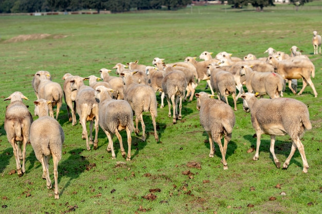 Gregge di pecore al pascolo