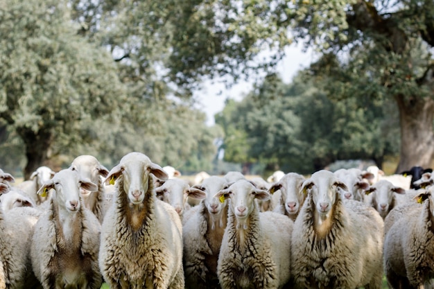 Gregge di pecore al pascolo