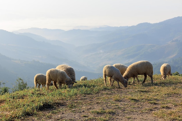 Gregge di pecore bianche che guardano l'erba sulla collina al fondo del cielo bianco chiaro della valle del mattino