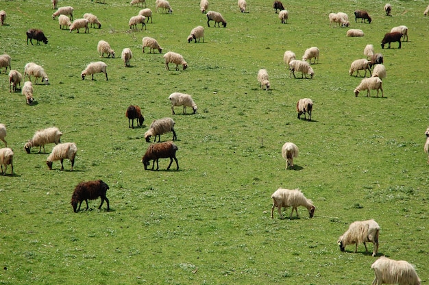 Gregge di pecore bianche e marroni nel campo