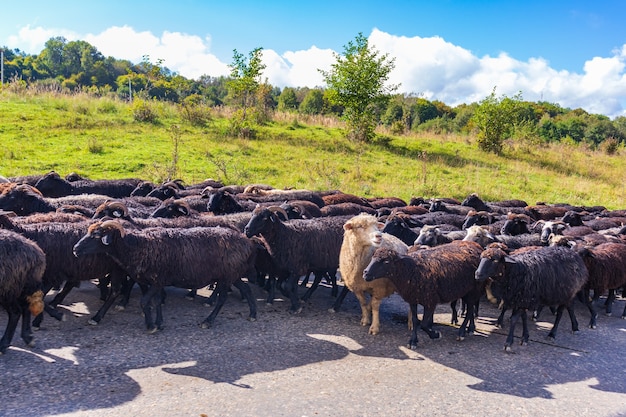 Gregge di pecore che camminano in campagna